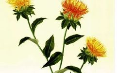 Traditional Chinese Medicine Herb: Safflower (Honghua)