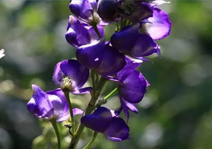 Aconite (Fu Zi) - Properties, Uses, and Preparation in Traditional Chinese Medicine