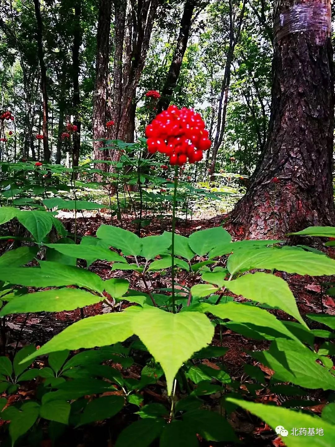 Ginseng | A Comprehensive Guide to Classification
