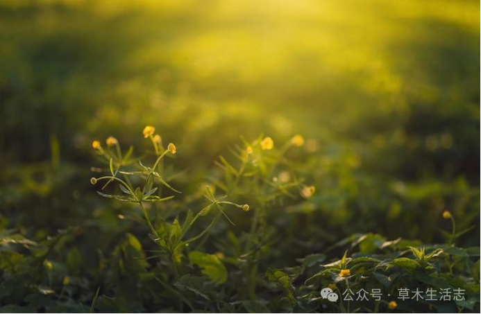 Overcoming Spring Fatigue with TCM Dietary Therapy