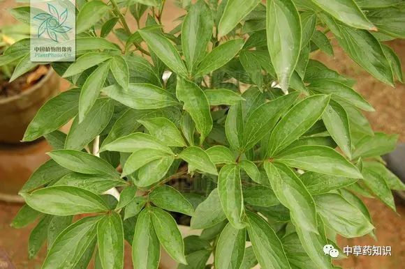 Traditional Chinese Medicine Herb: Bai Shao (White Peony)