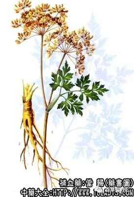 The Efficacy and Usage of Angelica Sinensis (Dong Quai)