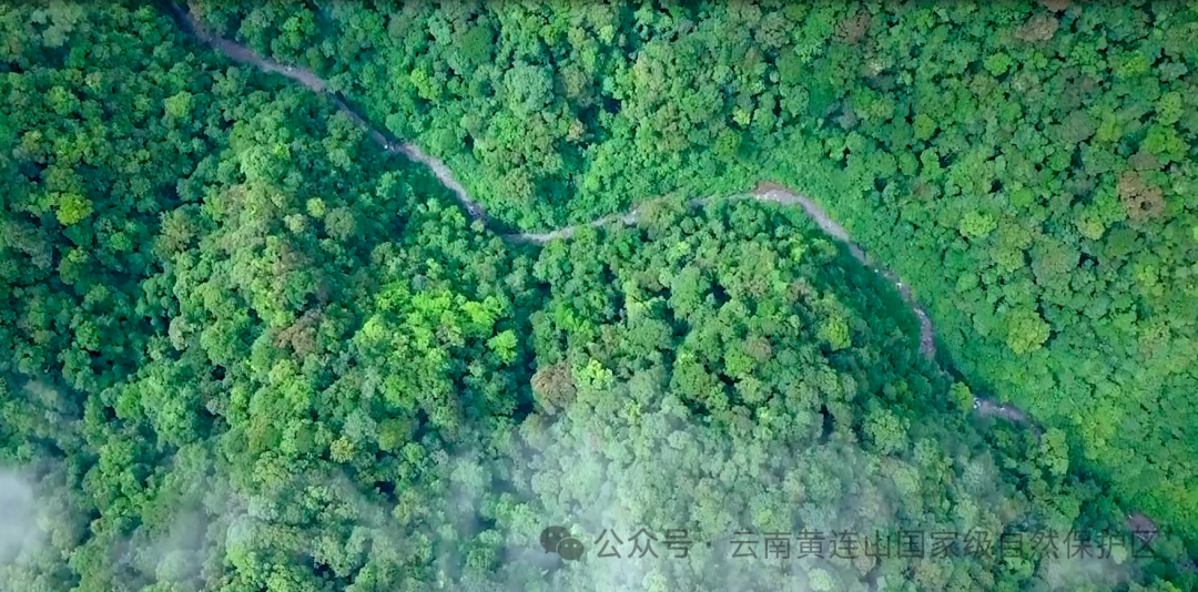 Yunnan Huanglian Mountain: Sowing Hope on Arbor Day