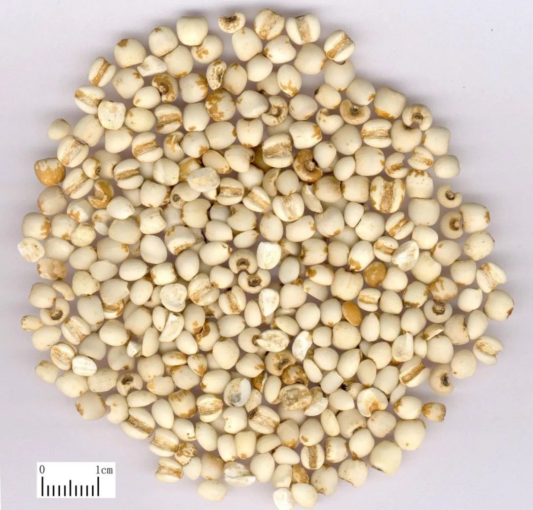 Daily Chinese Herb: Coix Seed (Yi Yi Ren)