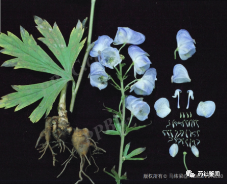 Traditional Chinese Medicine Herb - Fuzi (Aconiti Lateralis Radix Praeparata)