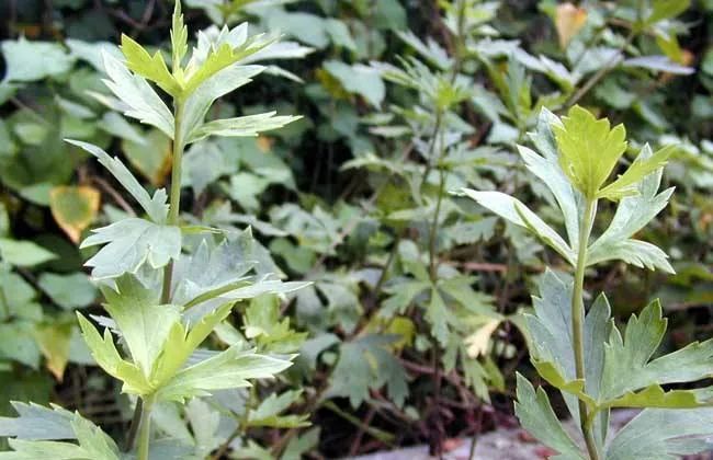 The Efficacy and Applications of Fuzi (Aconite) in Traditional Chinese Medicine