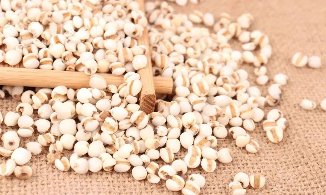 The Efficacy and Functions of Coix Seed (Yi Yi Ren)