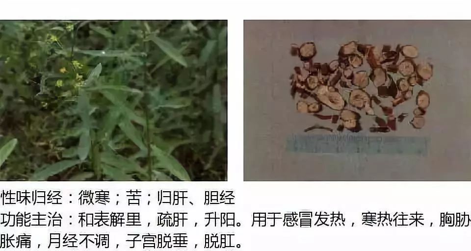 Illustrated Guide to Over 500 Chinese Medicinal Herbs (Including Therapeutic Effects)