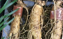 Why Fresh Ginseng is Beneficial? Nourishing and Strengthening Without Causing Heat! How to Consume Fresh Ginseng? Understand It All in One Article!