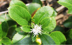 Daily Herb: Cang Zhu (Atractylodes)
