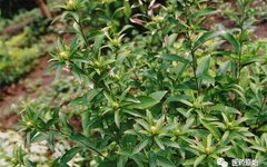 Identifying Atractylodes