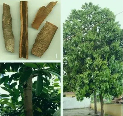 Daily Learning of Chinese Herbs - Cinnamon