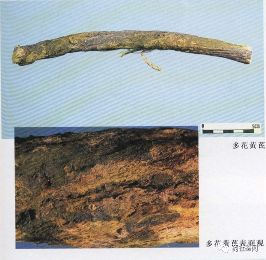 Traditional Chinese Medicine - Huangqi (Astragalus Root)