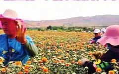 The Benefits of Safflower: Foot Soaks, Wine Infusions, and Treatment for Injuries and Cardiovascular Diseases