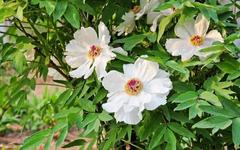 The Efficacy and Functions of Bai Shao (White Peony)