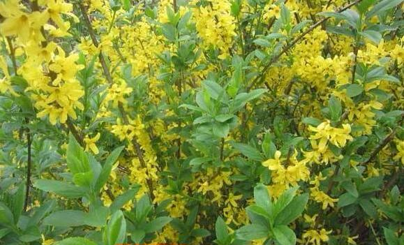 The Miraculous Herb: Lian Qiao (Forsythia)