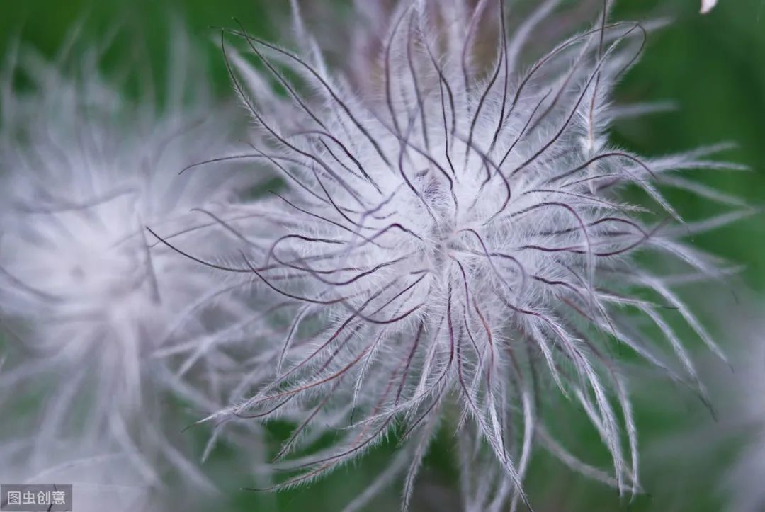 15 Classic and Practical Herbal Combinations for Clearing Heat and Detoxifying