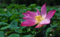 The Impact of Insufficient Yang Qi on Health and Fortune