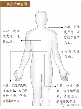 Illustrated Guide to the Shennong Bencao Jing: Dried Ginger