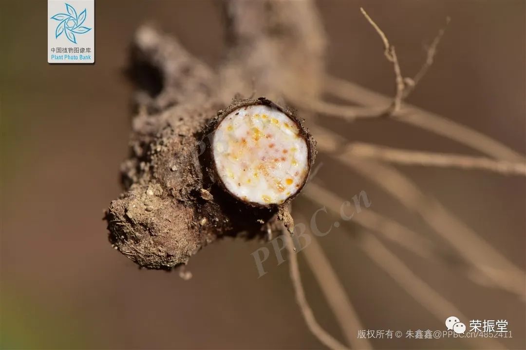 A Detailed Discussion on Traditional Chinese Medicine: Cang Zhu (Atractylodes)