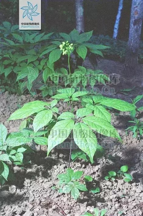 Traditional Chinese Medicine: Ginseng