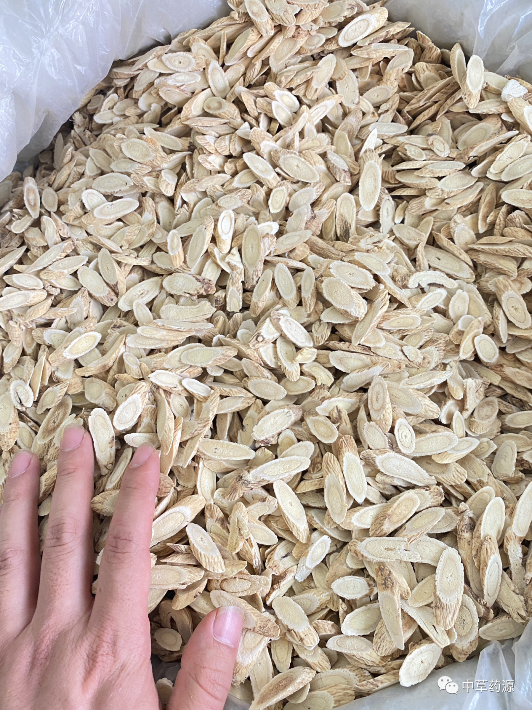 Appreciation of Traditional Chinese Medicine: Huangqi (Astragalus Root)