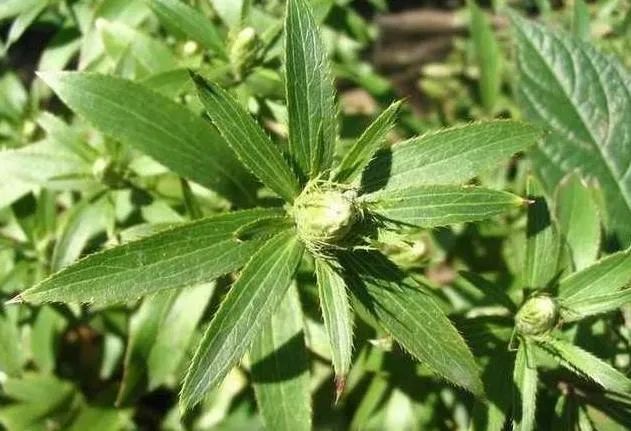 Transforming Dampness: The Role of Cang Zhu (Atractylodes lancea) in Traditional Chinese Medicine