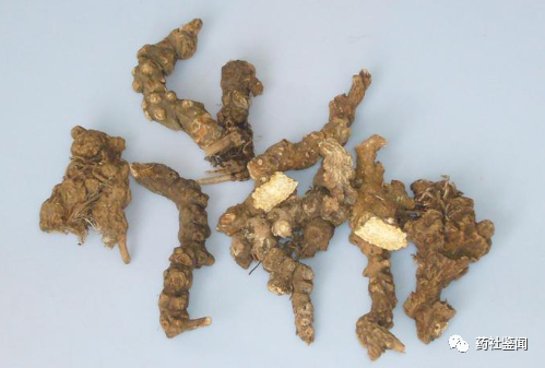 Traditional Chinese Medicine Herb - Cangzhu (Atractylodes)