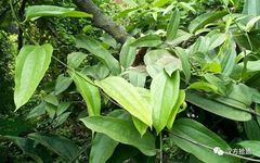 The Efficacy and Functions of Fu Ling (Poria) in Traditional Chinese Medicine