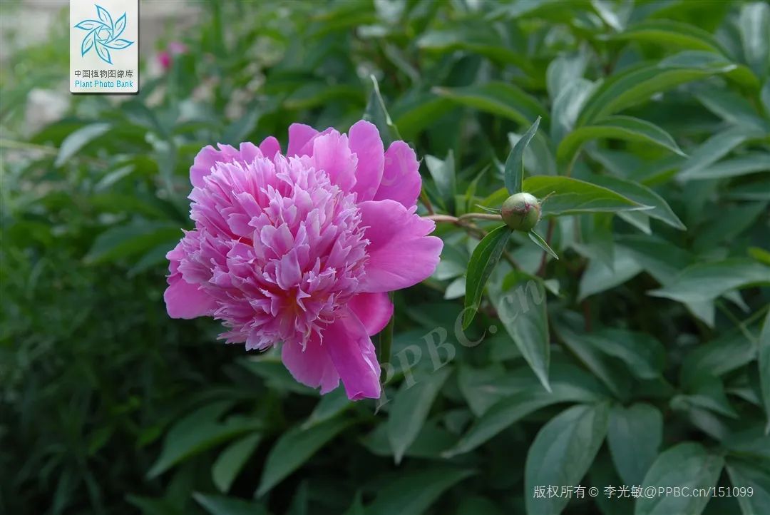 Understanding Bai Shao (White Peony) in Traditional Chinese Medicine