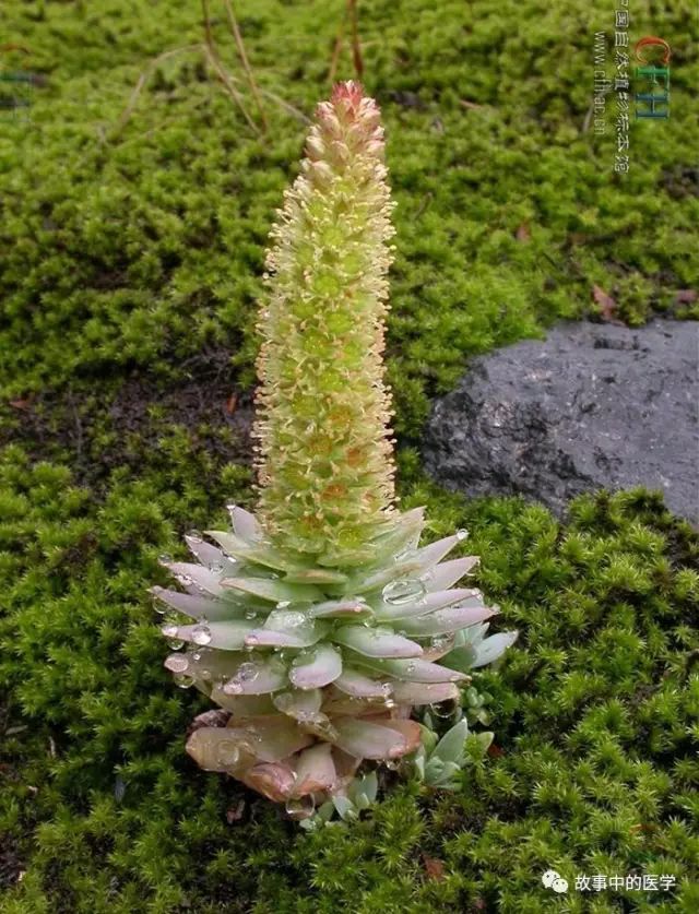 Folk Herbal Medicine: Wason (Sedum)