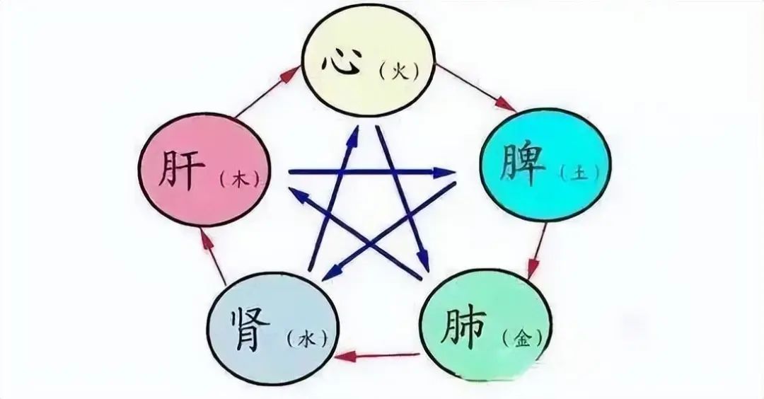 Traditional Chinese Medicine: The Essence of Qi, Symptoms of Qi Deficiency, and How to Nourish the Five Organs