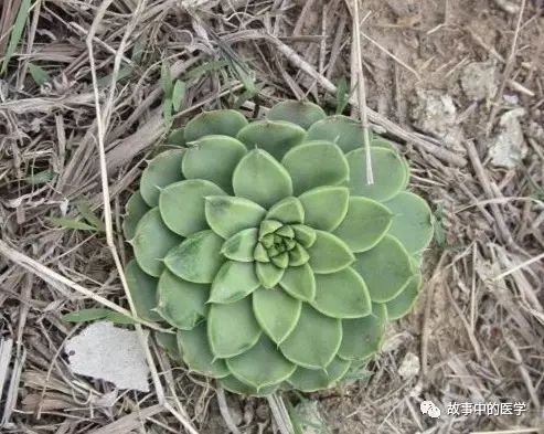 Folk Herbal Medicine: Wason (Sedum)