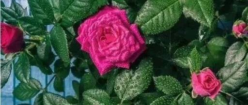 Comprehensive Guide to External Herbal Formulas for Skin Conditions (Powder Formulations)