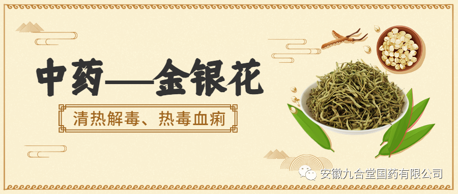 The Medicinal and Dietary Benefits of Honeysuckle (Jin Yin Hua)