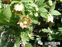 Codonopsis (Dang Shen): A Comprehensive Overview