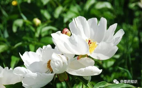 Traditional Chinese Medicine Herb: Bai Shao (White Peony)