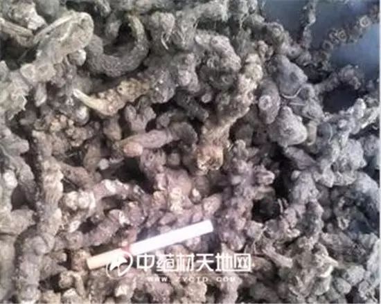 The Market Trends of Bei Cang Zhu (Atractylodes macrocephala) and Its Future Prospects