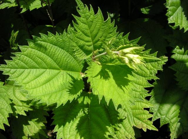 A Comprehensive Guide to 50 Common Medicinal Herbs in Rural Areas