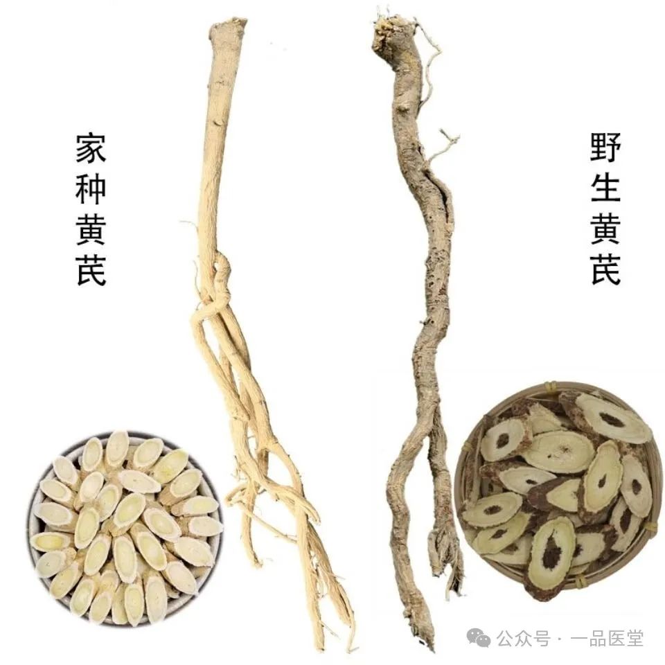 Astragalus (Huang Qi): A Comprehensive Overview of Its Benefits in Traditional Chinese Medicine