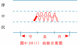 Illustrated Guide to 28 Dynamic Pulse Diagnoses in Traditional Chinese Medicine