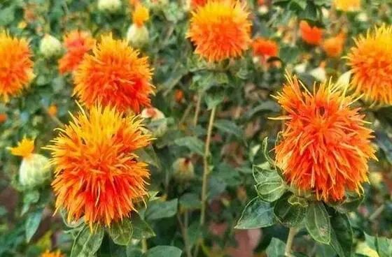 The Miraculous Herb: Safflower (Honghua)
