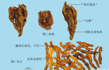 The Efficacy and Functions of Huang Lian (Coptis Rhizoma)