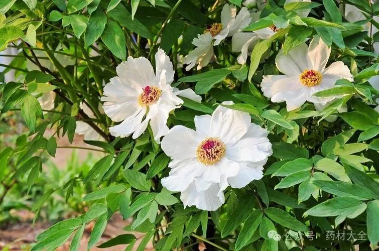 Daily Herb Spotlight: Bai Shao (White Peony)
