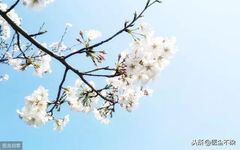 Liver Qi Stagnation: Solutions for Constipation, Insomnia, Sensation of a Foreign Body in the Throat, Abdominal Distension, and Vivid Dreams