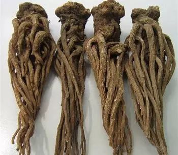 Angelica Sinensis (Dong Quai) - Comprehensive Overview