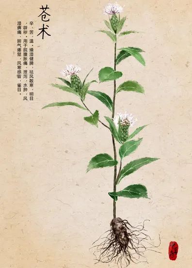 Aromatic Chinese Medicinal Herbs