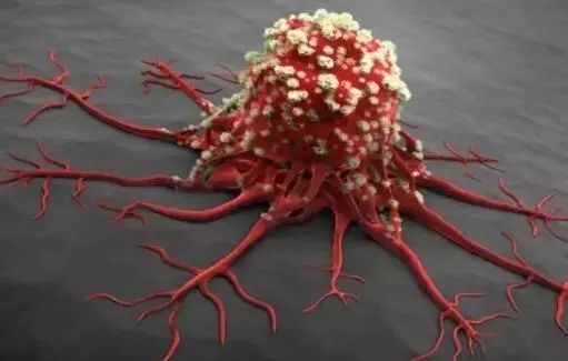 Dan Shen and Its Synergistic Effects: A Natural Approach to Improve Blood Circulation and Prevent Cardiovascular Diseases