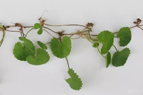 This Herb Not Only Relieves Mushroom Poisoning but Also Treats Hepatitis and Urinary Tract Infections!