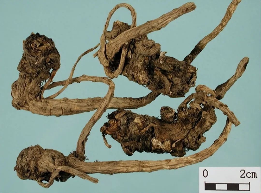 Identification of Angelica Sinensis (Dong Quai)
